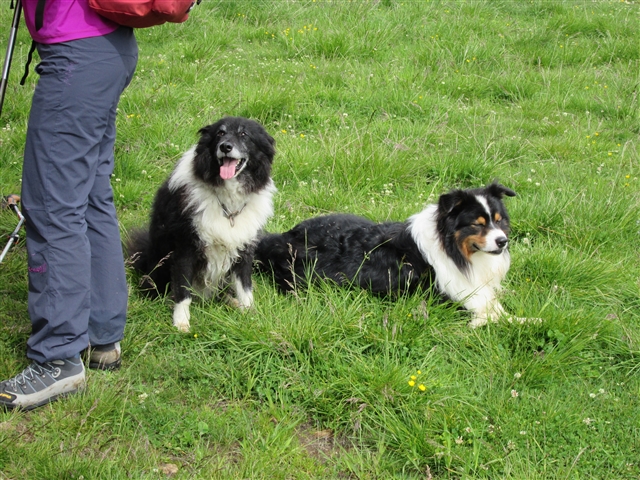 Due dei tre cagnoloni di Bruno riposano sull'erba.